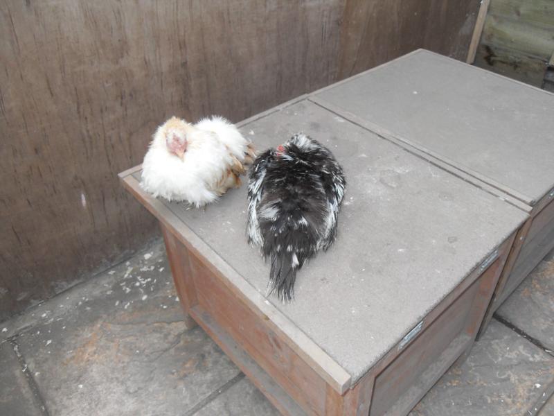 The little girls doze on top of the nest box