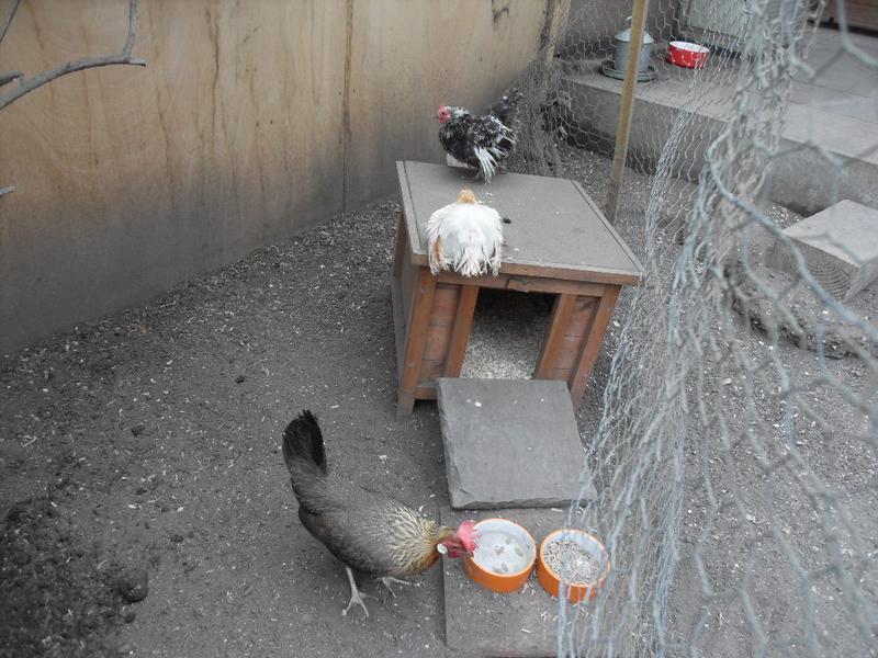 The little girls stay on the little coop roof while Peaches inspects their feeding station