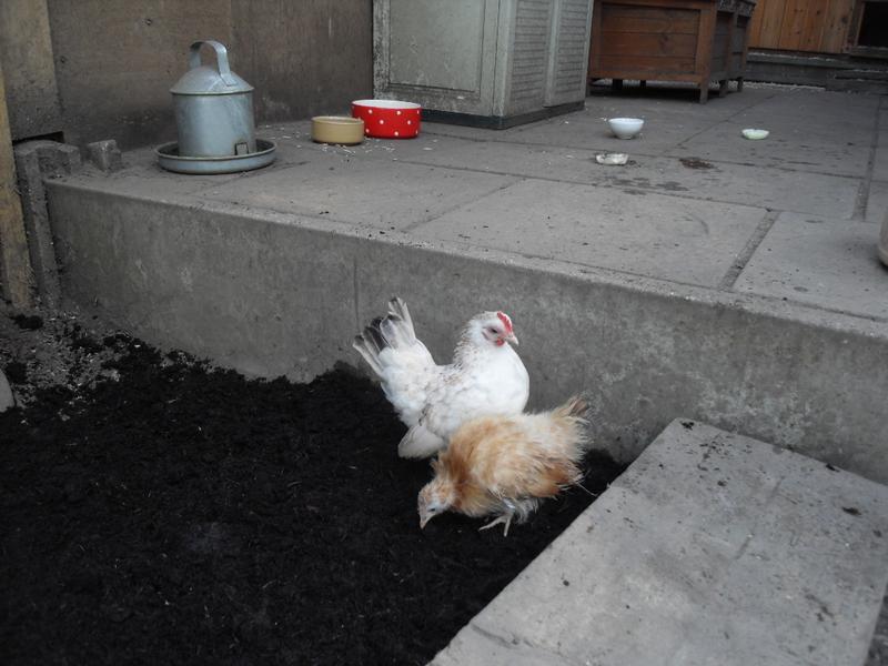 The new girls check out the soil