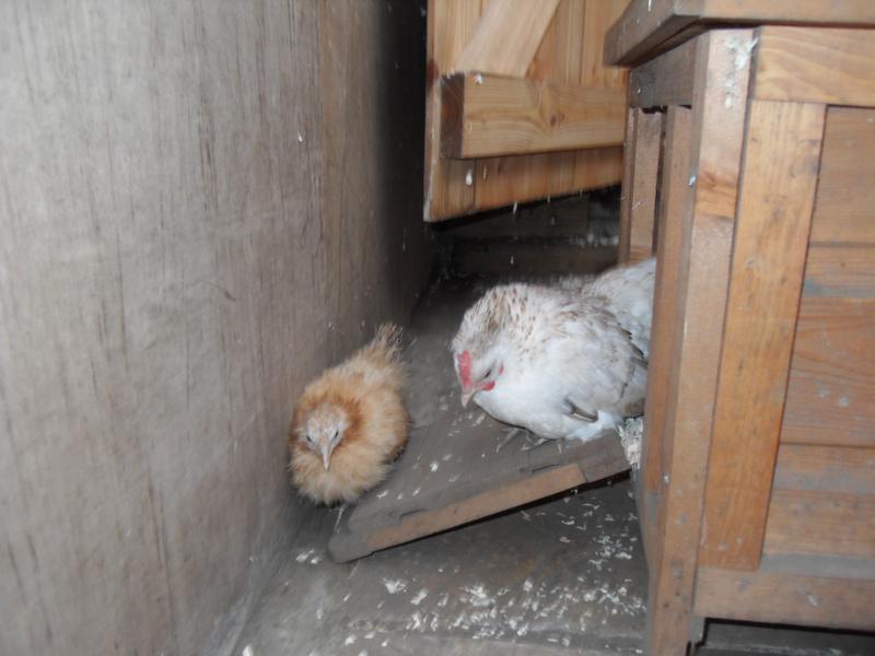 The new girls discover the other little coop/nest box