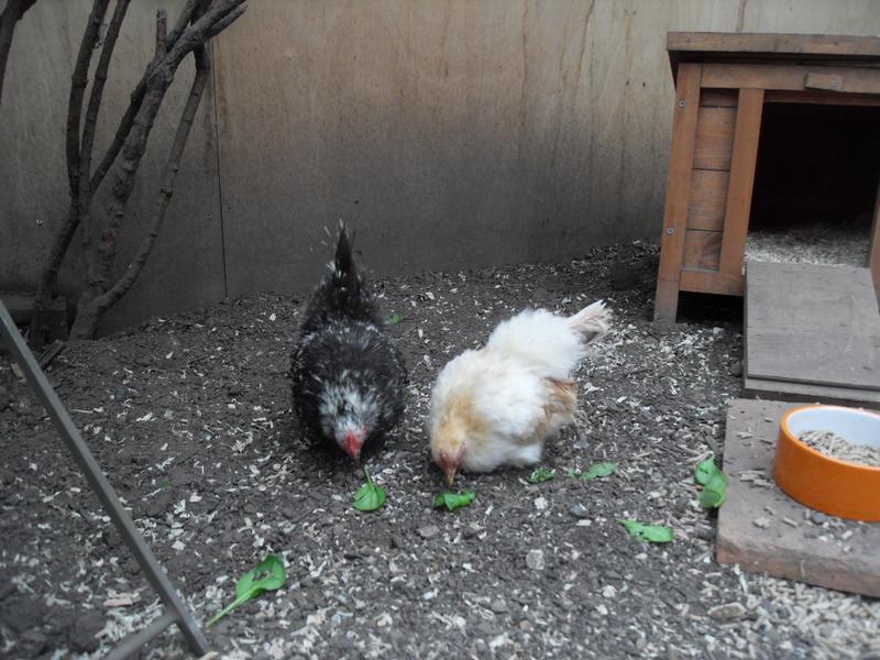 The new girls enjoy some spinach