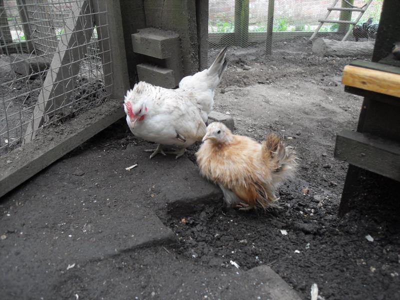 The new girls find the open hatch
