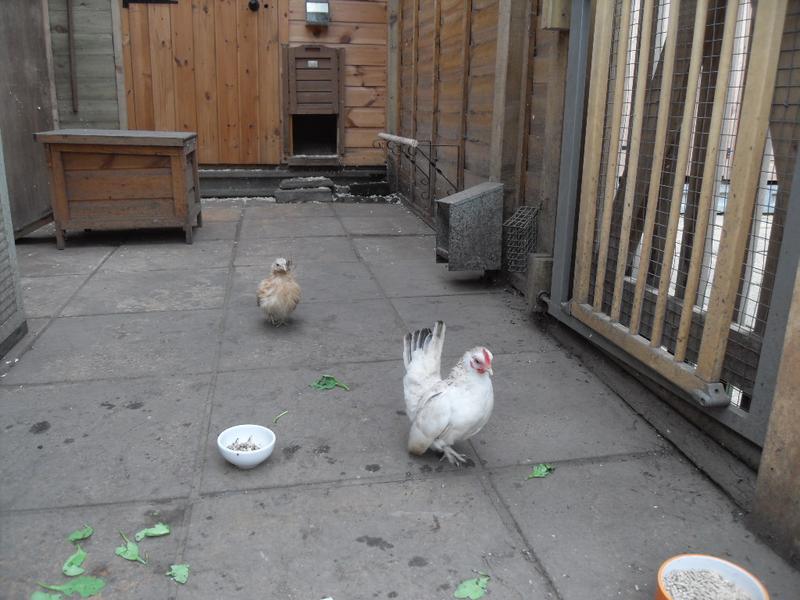 The new girls look tiny on the patio area