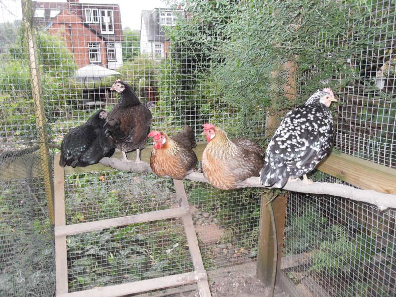 The original flock are chilling together before bedtime