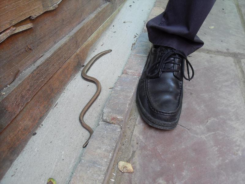 The slow worm with my husband's foot to show it's length