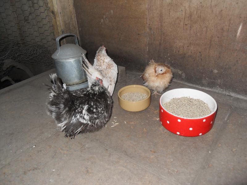 The three little girls at the food dishes together