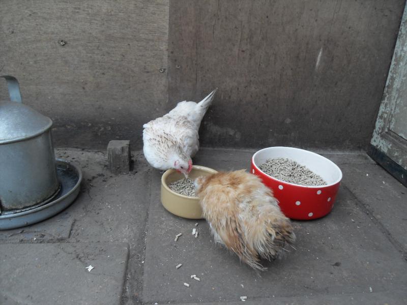 They both find the small food dish