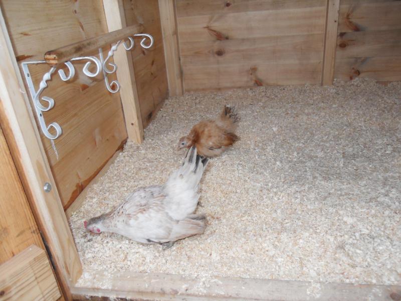 They explore the chicken shed