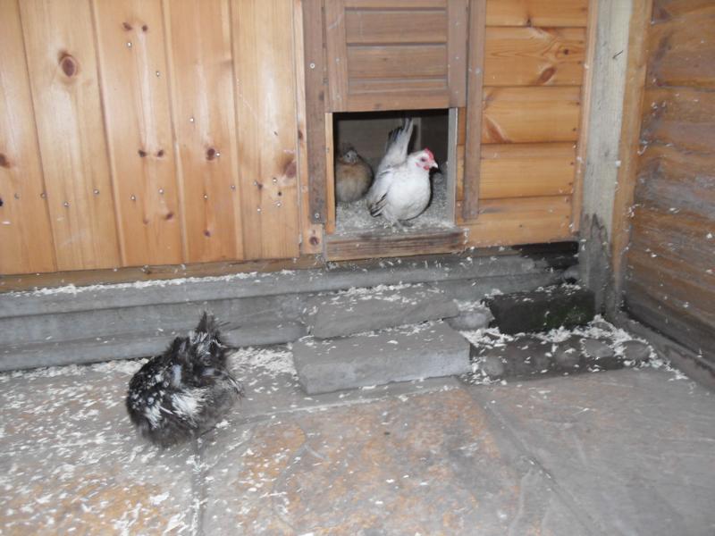 They find the pop hole