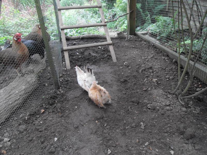 They head towards the ladder with an audience on the other side of the wire