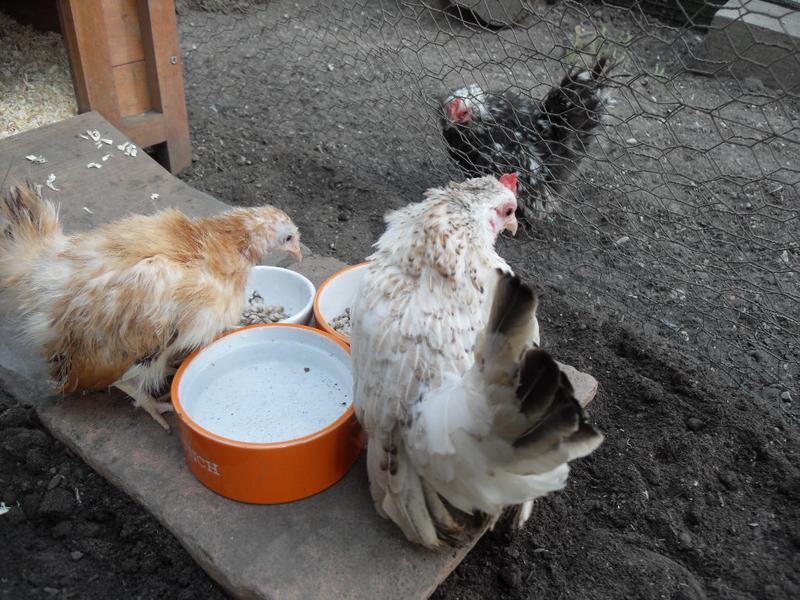 They investigate the feeding station