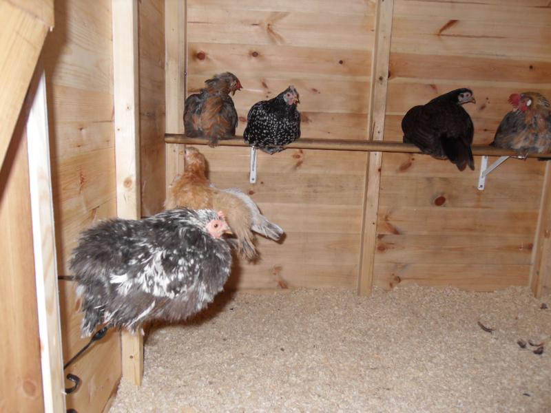 A little later Speckles returned to the back perch
