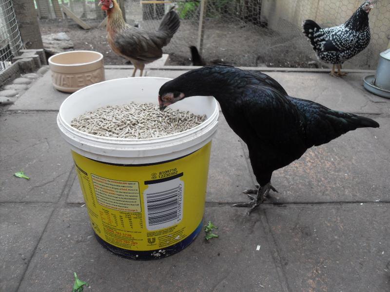 Emerald in the pellet bucket