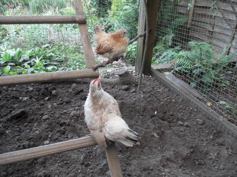 Freckles tries to work out how to join Rusty on the perch