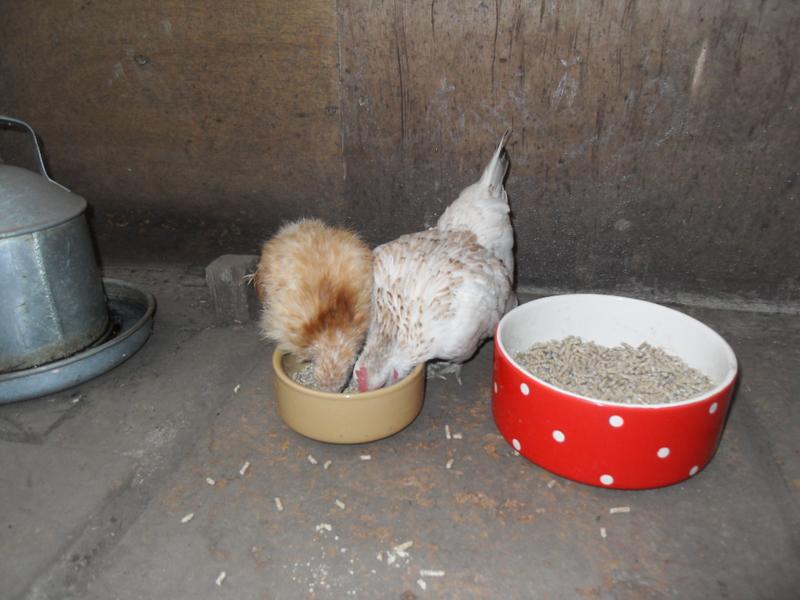 Two little heads in the food dish