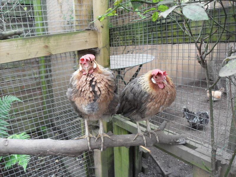 Her new feathers don't quite cover her underneath feathers