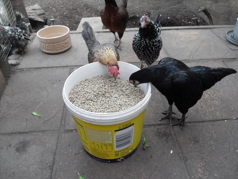 The pellets are better out of the bucket
