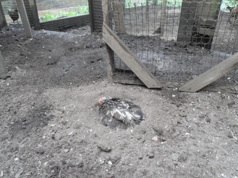 Pebbles in a dust bath