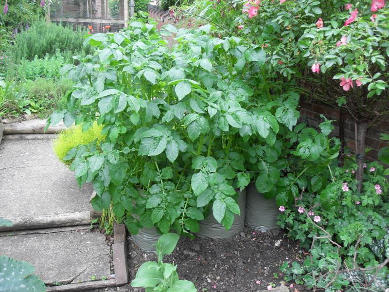 Potato bags in June