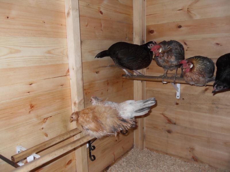 Rusty and Freckles jump to the bedtime perch