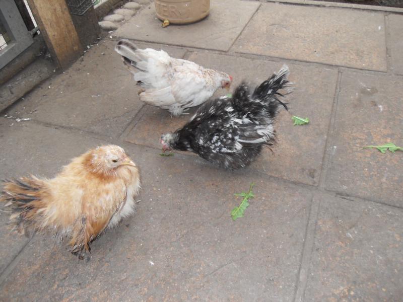 The three little girls have some dandelion leaves