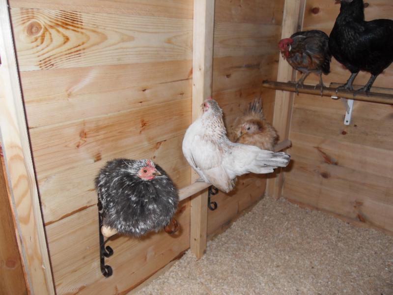 The three little girls managed to get on the new perch