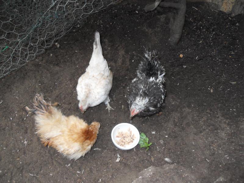 The two newest girls have their first fish treat