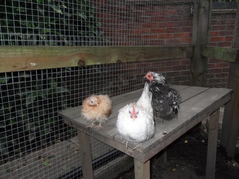 Today all three little girls have been spending time on the wooden table