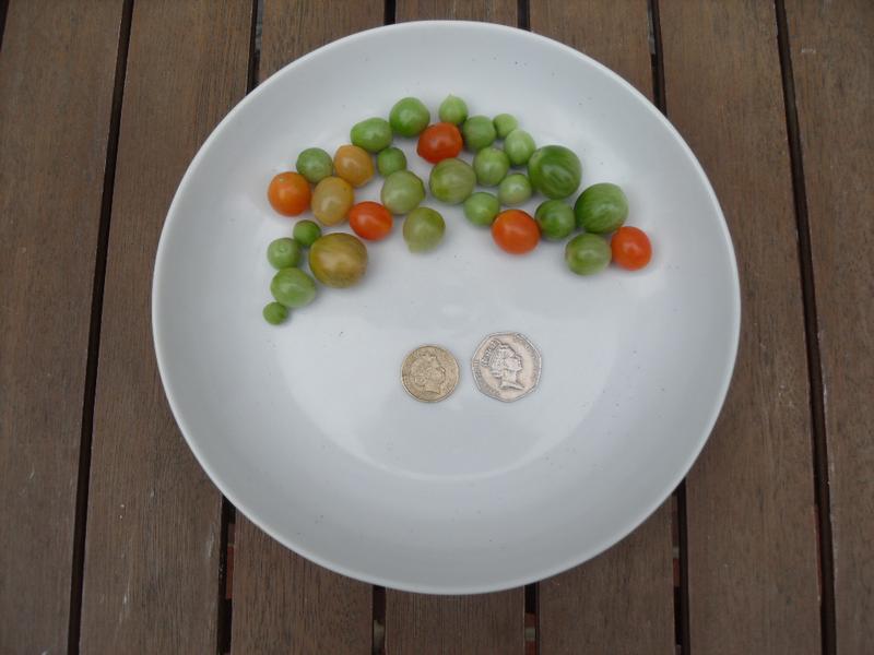 Tomato crop