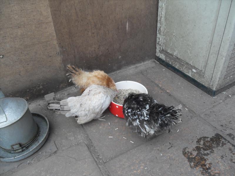 While the little girls gather round the food dish