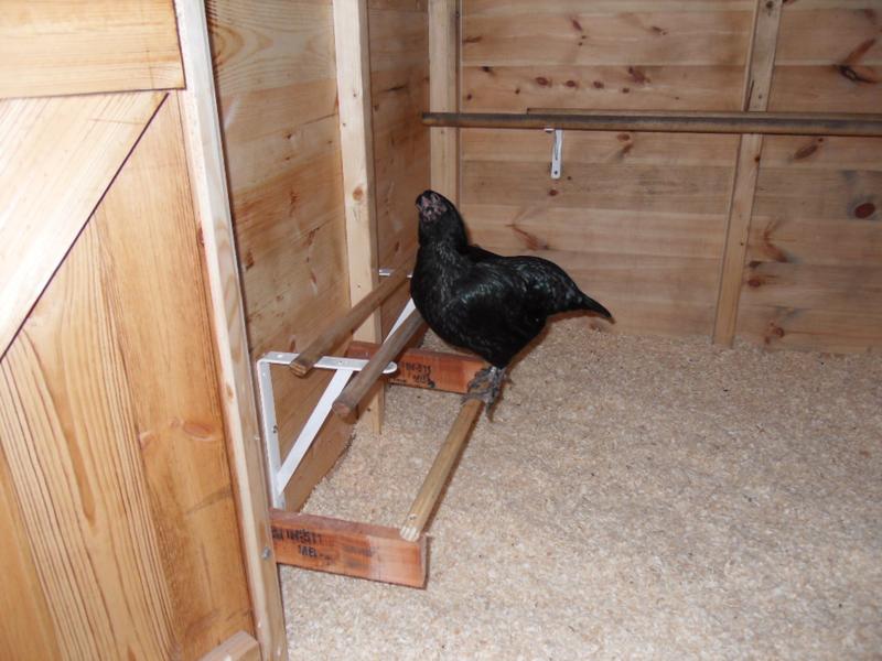 Emerald tries out the new perch