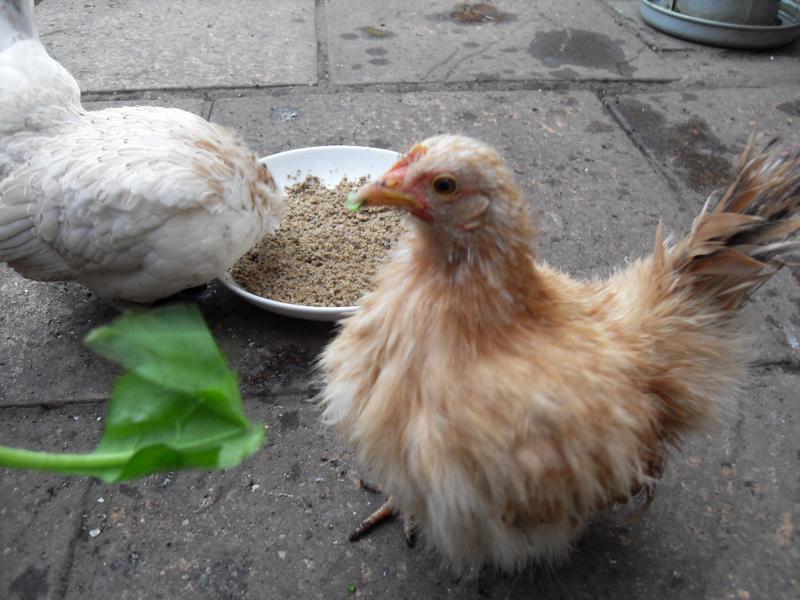 Hand feeding Rusty some spinach