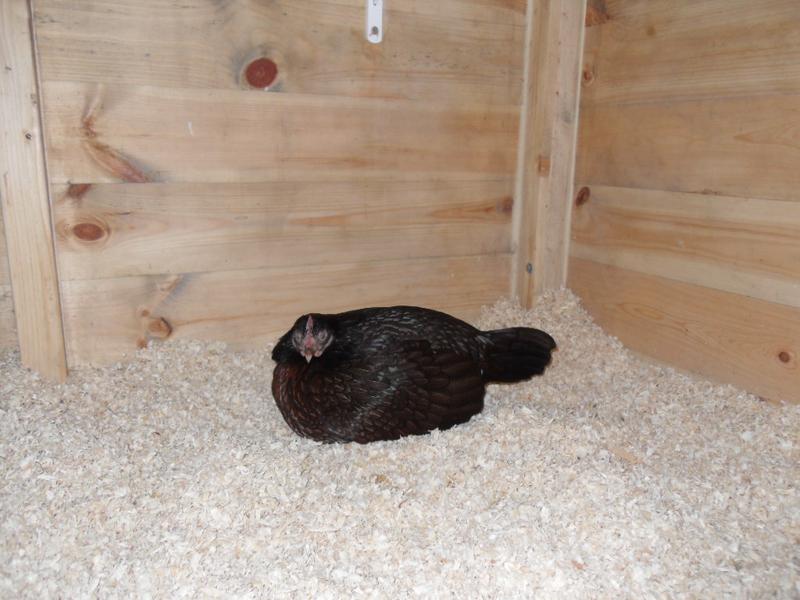 I move her into the chicken shed