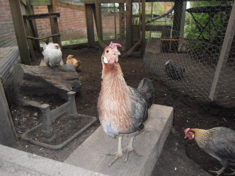 Peaches just has one small patch of under feathers showing