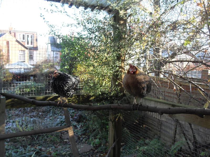 Speckles and Peaches are on a different perch