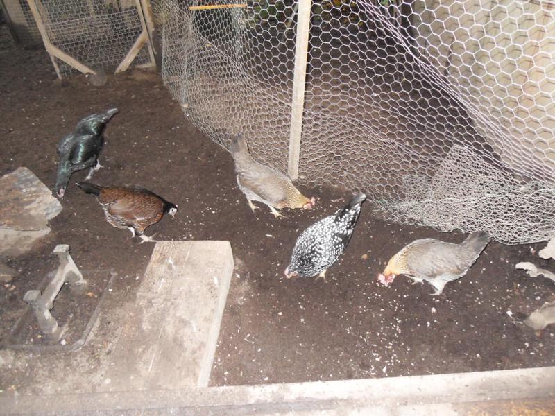 The bigger girls have their corn in the run