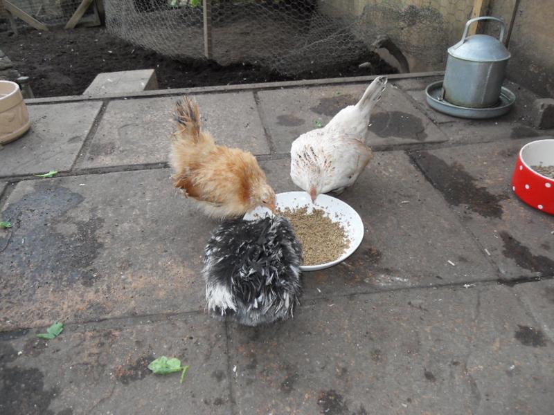 Three little girls have the dish of mash to themselves