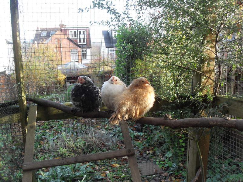 The three little girls perch together on the high perch