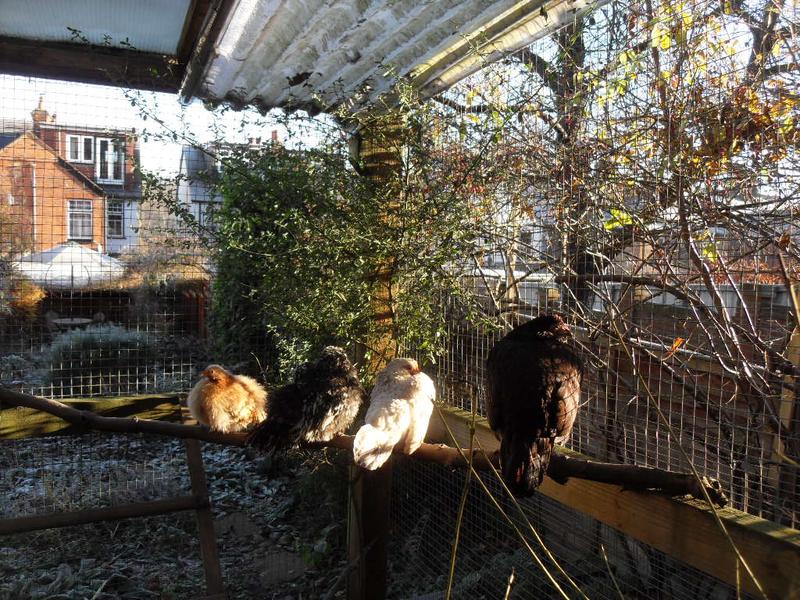 Toffee perches in a spot of sun