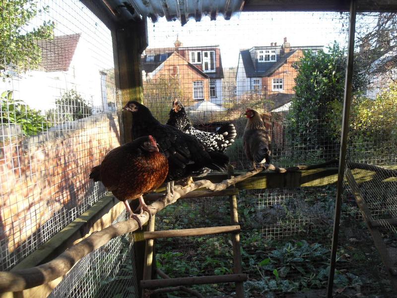 Toffee perches in the sun with her flock mates 