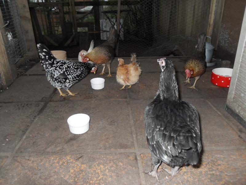 All the girls tuck into the yogurt