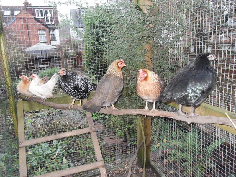All the girls are perching together