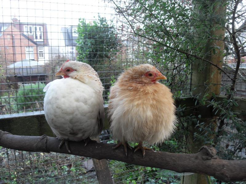 Bookends