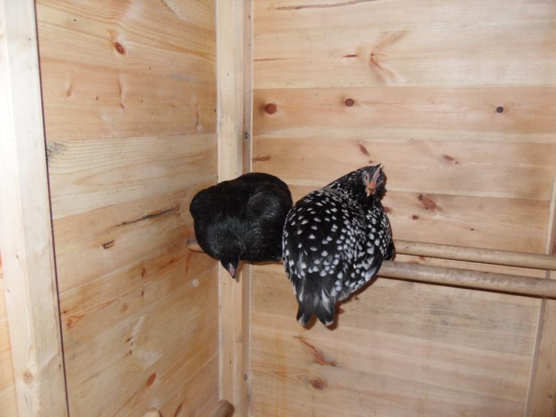 Emerald and Speckles together at bedtime