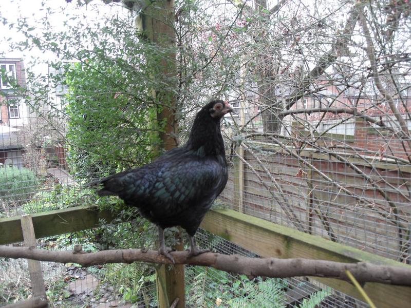 Meanwhile Emerald is still on the perch
