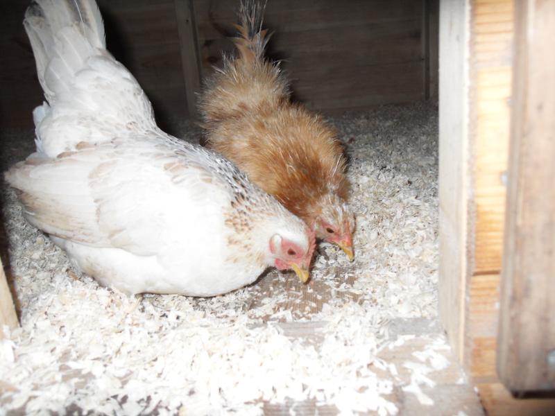 Freckles and Rusty pecking together