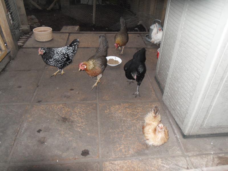 The girls ignore the mash and run to me