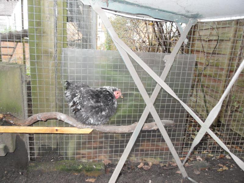 Pebbles tries out the new sheltered perch