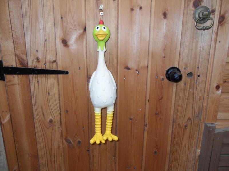 We decided to hang her from the chicken's door