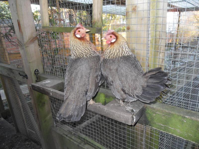 Peaches and barley perch together like a pair of bookends